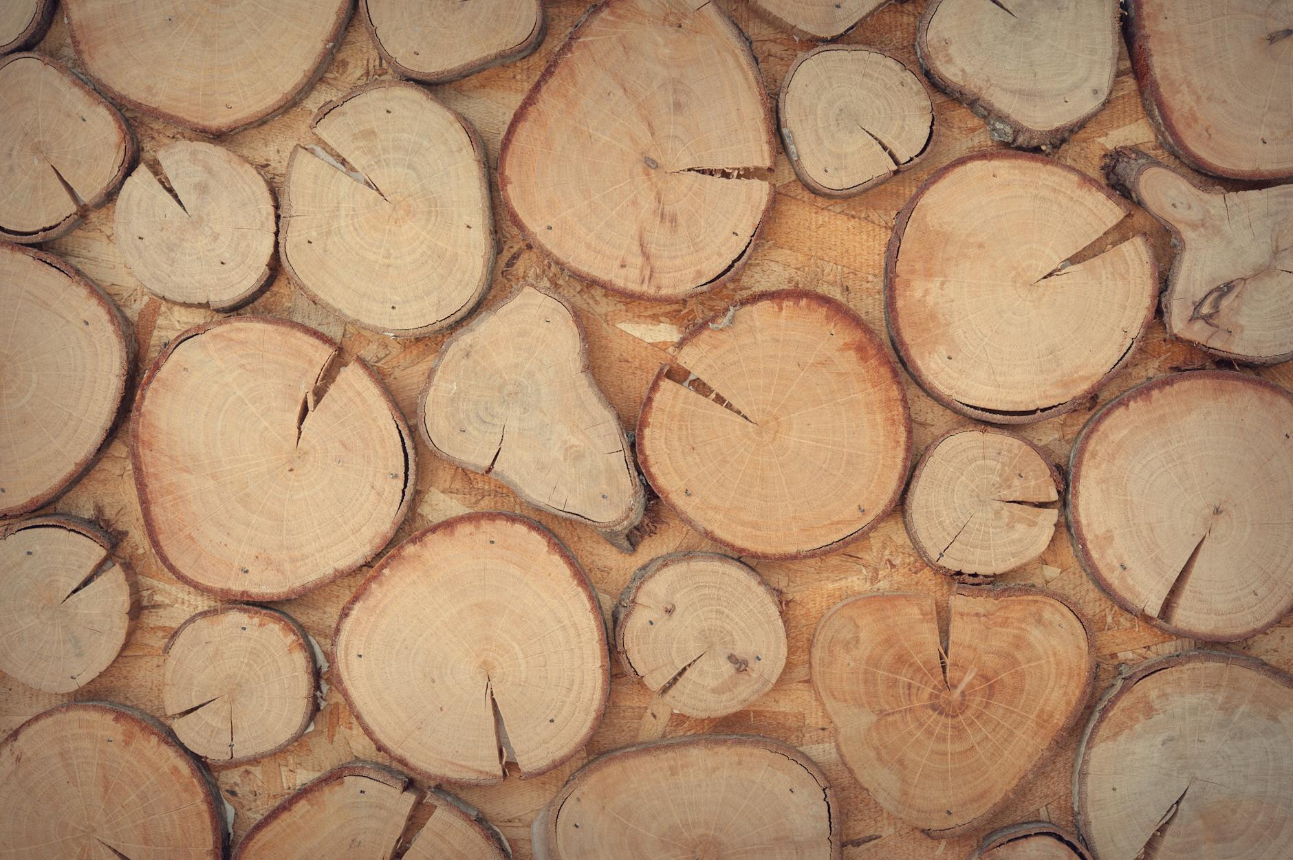 slice of brown wooden log