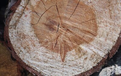 Wood Burning Safety Tips Every Beginner Should Know