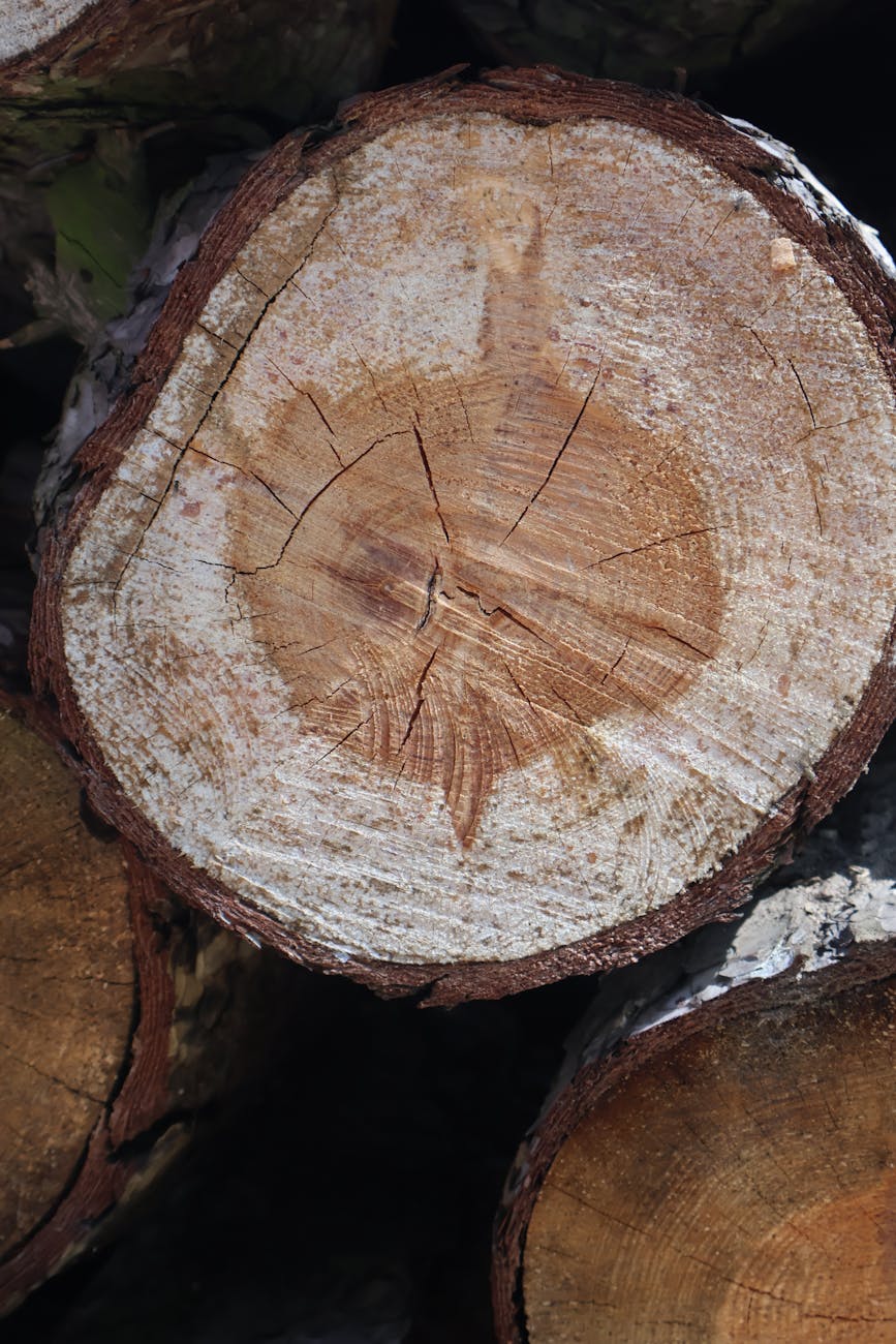close up of tree trunk