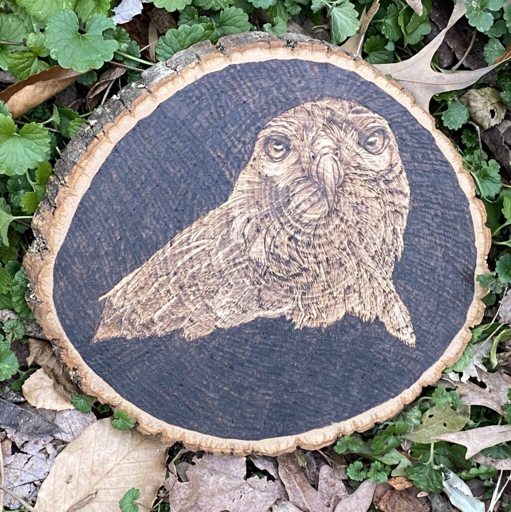 Coopers Hawk Pyrography